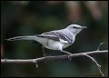 _2SB5441 northern mockingbird